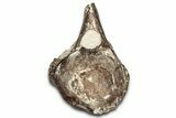 Fossil Plesiosaur Caudal Vertebra - Asfla, Morocco #328647-3